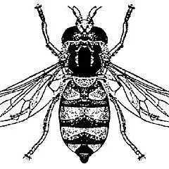 thumbnail for publication: Enemigos naturales y control biológico